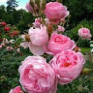 Meet your Posher, Daniela